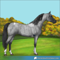 Horse Color:Blue Roan Tobiano 
