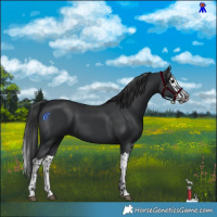 Horse Color:Black and Black Splash