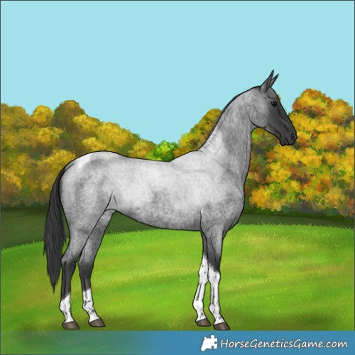 Horse Color:Blue Roan Tobiano 