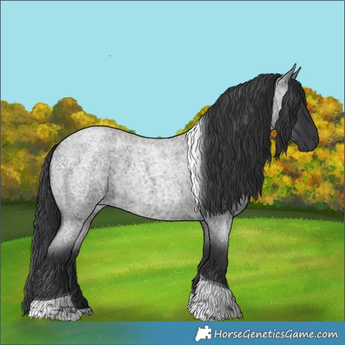 Horse Color:Blue Roan Tobiano 