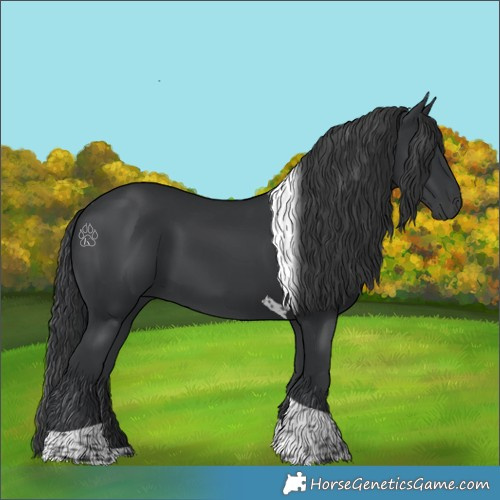 Horse Color:Black Tobiano 