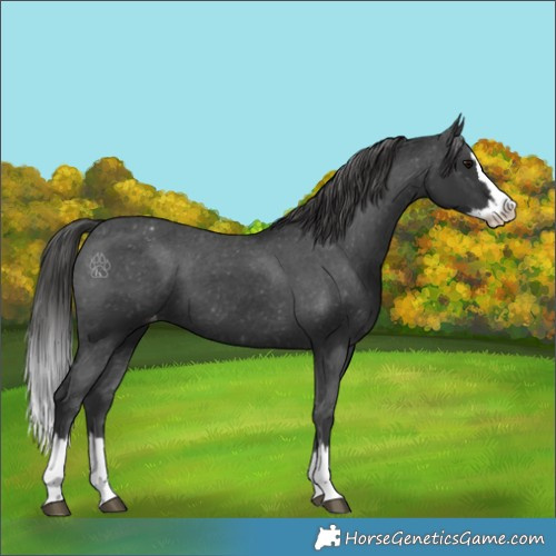 Horse Color:Black Splash Appaloosa 