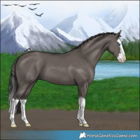 Horse Color:Smoky Grullo Splash