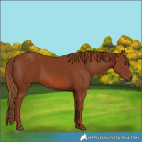 Horse Color:Chestnut 