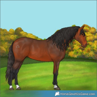 Horse Color:Bay 