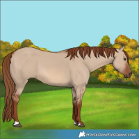 Horse Color:Red Dun 