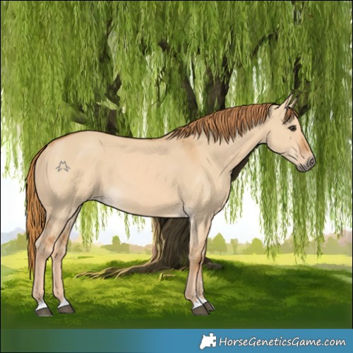 Horse Color:Red Dun 