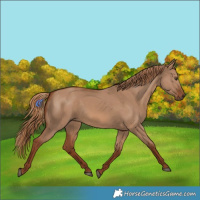 Horse Color:Red Dun