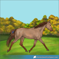 Horse Color:Red Dun 