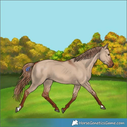 Horse Color:Red Dun 