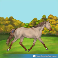 Horse Color:Red Dun 