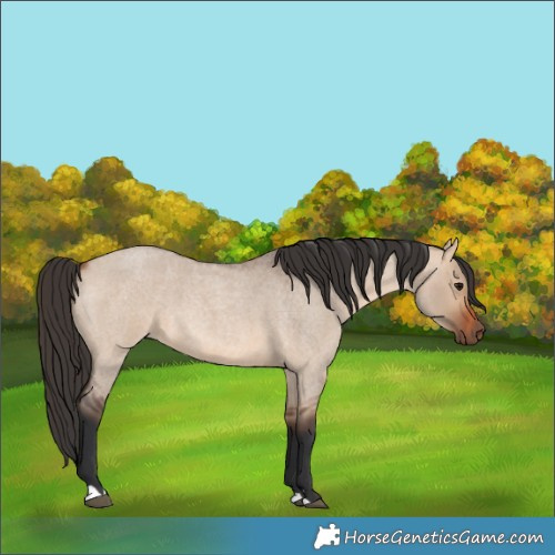 Horse Color:Bay Roan Dun 