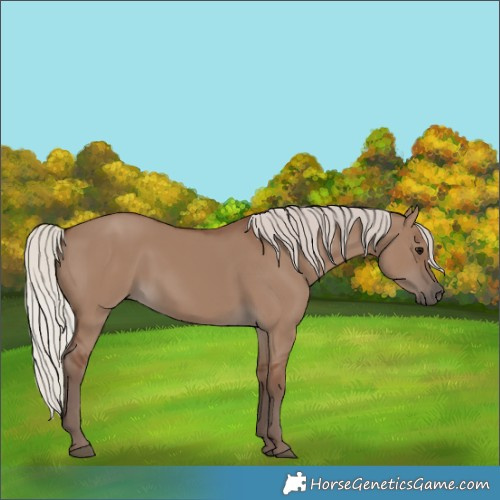 Horse Color:Silver Grullo 