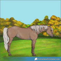 Horse Color:Silver Grullo 