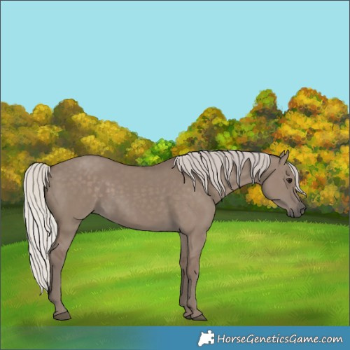 Horse Color:Silver Grullo 