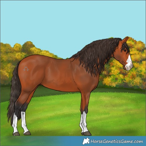 Horse Color:Bay 