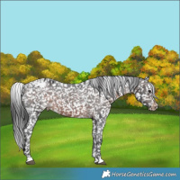 Horse Color:Brown Appaloosa