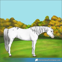 Horse Color:Brown Appaloosa 