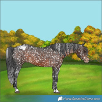 Horse Color:Brown Appaloosa