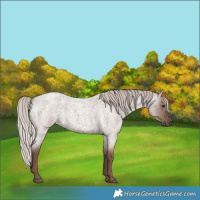 Horse Color:Silver Grullo Roan