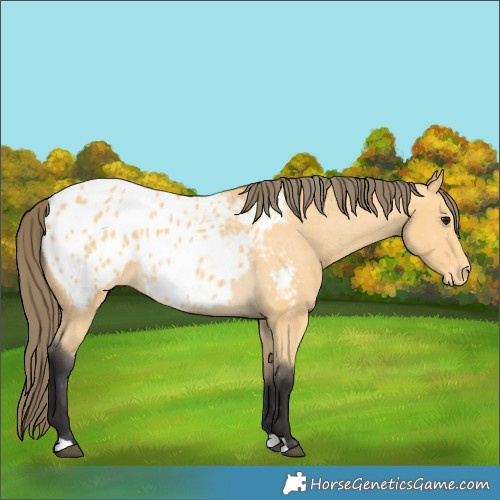 Horse Color:Buckskin Appaloosa