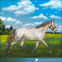 Horse Color:Buckskin Roan Appaloosa