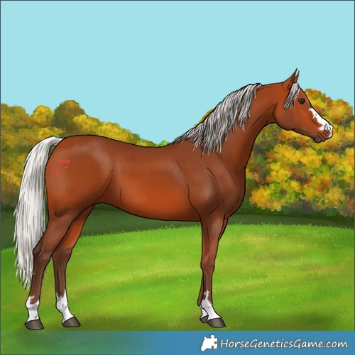Horse Color:Silver Bay 