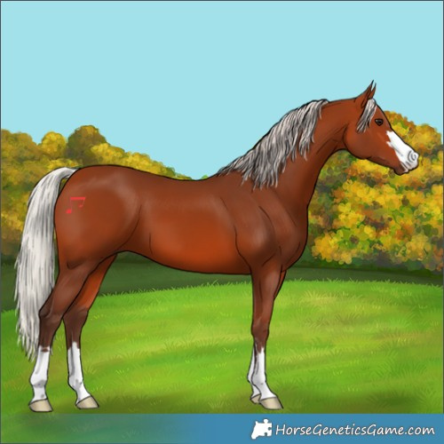 Horse Color:Silver Bay 