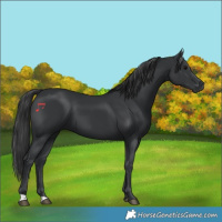 Horse Color:Black 