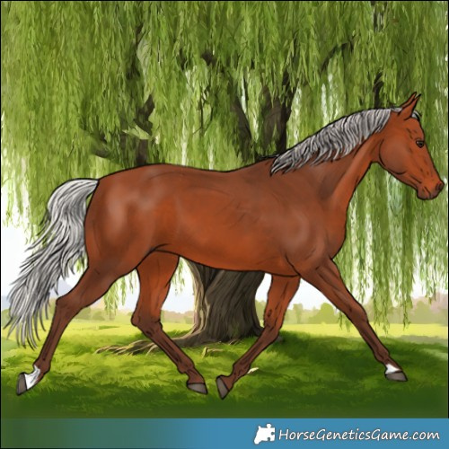 Horse Color:Silver Bay 