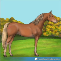 Horse Color:Chestnut 