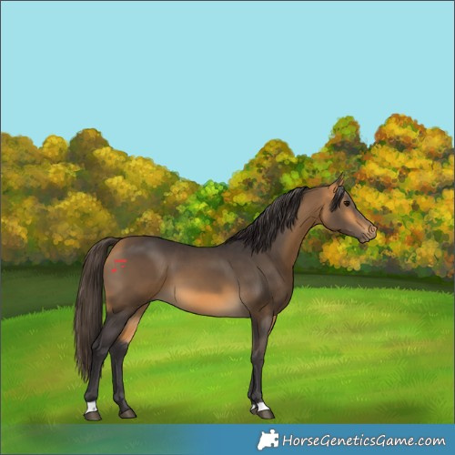 Horse Color:Buckskin