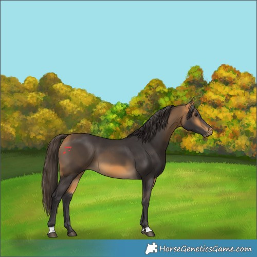 Horse Color:Buckskin 