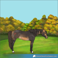 Horse Color:Buckskin 