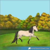 Horse Color:Buckskin Rabicano