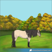 Horse Color:Buckskin Rabicano 