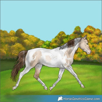 Horse Color:White Spotted Bay Snowdrop Pearl Dun Tobiano Varnish Rabicano