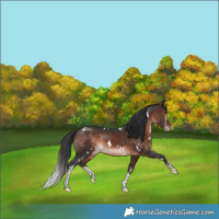 Horse Color:White Spotted Bay Varnish Rabicano 