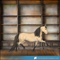 Horse Color:Buckskin 