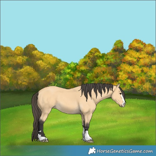 Horse Color:Buckskin 