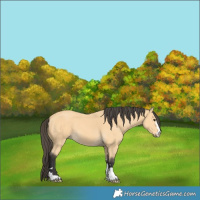 Horse Color:Buckskin 