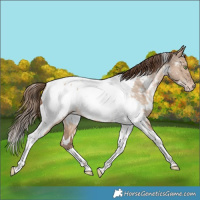 Horse Color:White Spotted Brown Snowdrop Dun Tobiano Near Fewspot Rabicano 