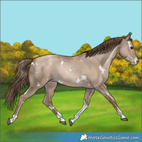 Horse Color:White Spotted Grullo Pearl Tobiano Rabicano 