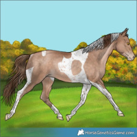 Horse Color:Brown Pearl Tobiano Rabicano 