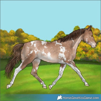 Horse Color:White Spotted Bay Snowdrop Tobiano Snowflake Varnish Rabicano