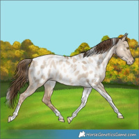 Horse Color:White Spotted Liver Red Dun Snowdrop Pearl Tobiano Near Leopard Rabicano
