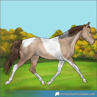 Horse Color:Bay Pearl Dun Tobiano Rabicano