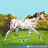 Horse Color:Bay Snowdrop Pearl Dun Tobiano Near Leopard Rabicano 