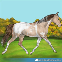 Horse Color:White Spotted Liver Red Dun Pearl Tobiano Appaloosa Rabicano 