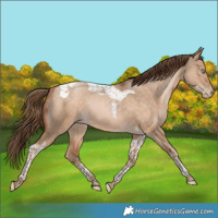 Horse Color:Bay Pearl Dun Tobiano Rabicano